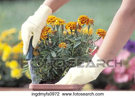 Hands Working in the Garden View Large Photo Image Stock Image - Hands Working in the Garden. Fotosearch