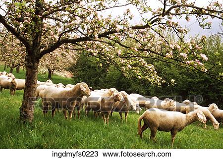 Herd on the Hill View Large Photo Image Stock Image - Herd on the Hill. Fotosearch