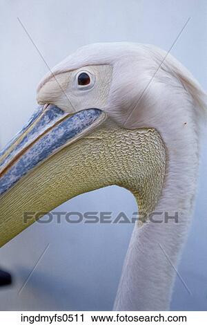 Heron Portrait View Large Photo Image Stock Image - Heron Portrait. Fotosearch