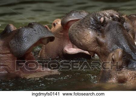Hippos with Open Mouths View Large Photo Image Stock Image - Hippos with Open Mouths. Fotosearch