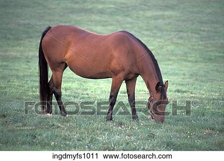 Horse Grazing in Field View Large Photo Image Stock Image - Horse Grazing in Field. Fotosearch
