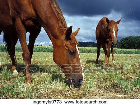 Horses Grazing View Large Photo Image Stock Image - Horses Grazing. Fotosearch