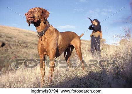 Hunter with Gun and Hunting Dog View Large Photo Image Picture - Hunter with Gun and Hunting Dog. Fotosearch