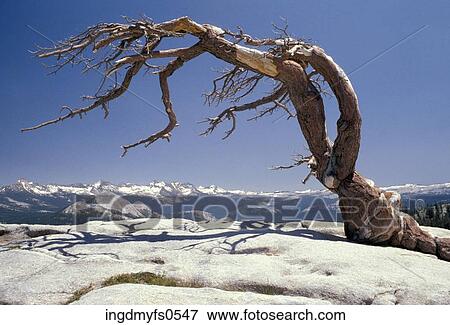 Jeffrey Pine on Sentinel Dome View Large Photo Image Stock Photo - Jeffrey Pine on Sentinel Dome. Fotosearch