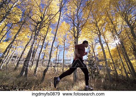 Jogging in an Aspen Grove View Large Photo Image Stock Photo - Jogging in an Aspen Grove. Fotosearch