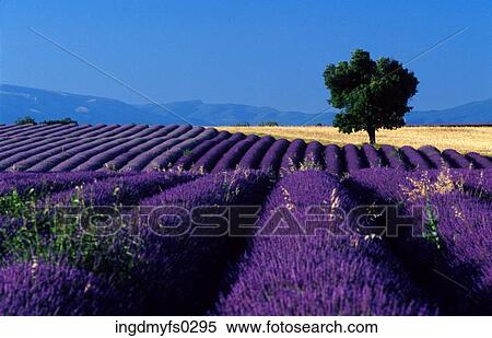 Lavender Fields View Large Photo Image Stock Photography - Lavender Fields. Fotosearch