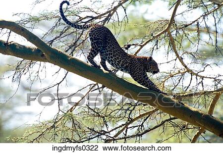 Leopard on a Branch View Large Photo Image Stock Image - Leopard on a Branch. Fotosearch