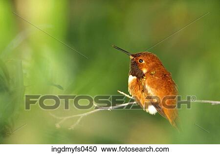 Little Bird on a Twig View Large Photo Image Stock Image - Little Bird on a Twig. Fotosearch