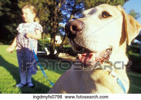 Little Girl With Dog on Leash View Large Photo Image Stock Photo - Little Girl With Dog on Leash. Fotosearch
