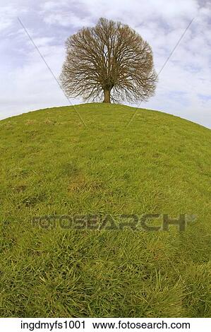 Lone Tree on a Green Hill View Large Photo Image Stock Image - Lone Tree on a Green Hill. Fotosearch