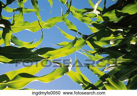 Looking Up to See Tall Corn Stalk and Sky View Large Photo Image Stock Image - Looking Up to See Tall Corn Stalk and Sky. Fotosearch