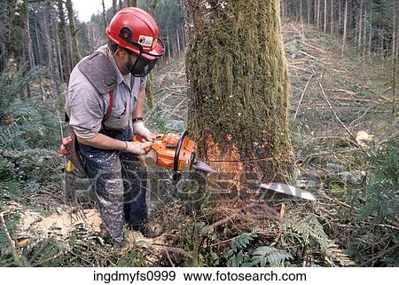 Stock Photo - Lumberjack Cutting Down a Tree. Fotosearch