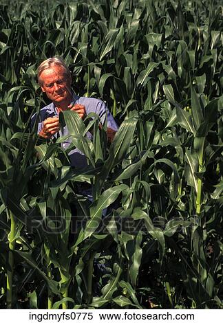 Man Checking Corn Plants View Large Photo Image Stock Photography - Man Checking Corn Plants. Fotosearch