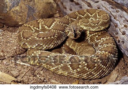 Mojave Rattlesnake View Large Photo Image Stock Photo - Mojave Rattlesnake. Fotosearch