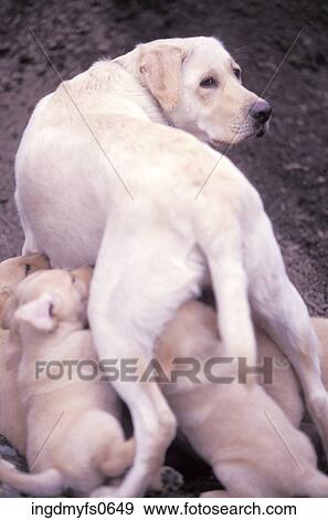 Mother Dog Feeding Puppies View Large Photo Image Stock Photo - Mother Dog Feeding Puppies. Fotosearch