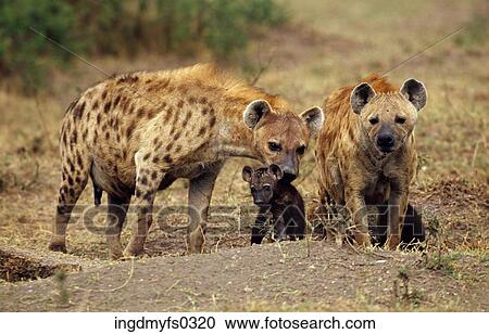 Mothers Protecting Their Young View Large Photo Image Stock Image - Mothers Protecting Their Young. Fotosearch