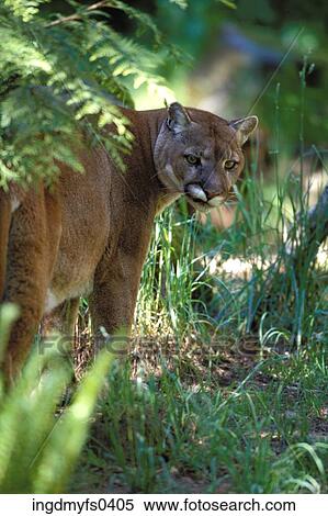 Mountain Lion View Large Photo Image Stock Photography - Mountain Lion. Fotosearch