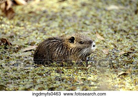 Muskrat In the Muddy Water View Large Photo Image Stock Image - Muskrat In the Muddy Water. Fotosearch