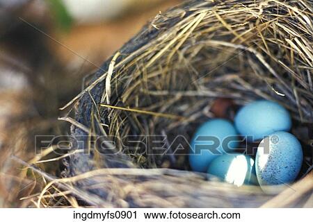 Nest of Robin Eggs View Large Photo Image Stock Image - Nest of Robin Eggs. Fotosearch