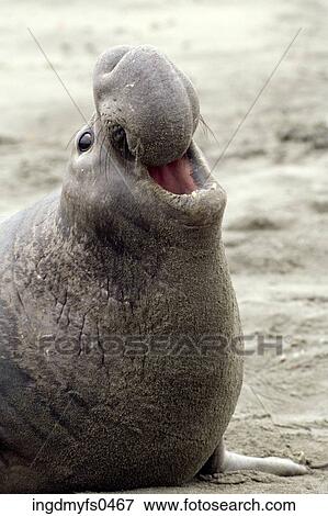Northern Elephant Seal Roaring View Large Photo Image Stock Photo - Northern Elephant Seal Roaring. Fotosearch
