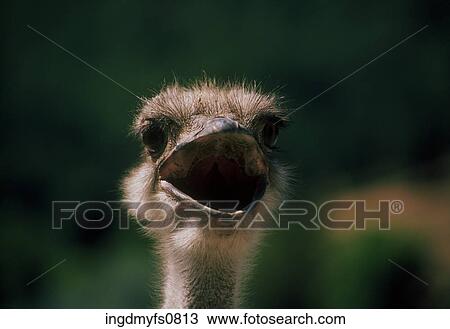 Ostrich Making a Face View Large Photo Image Stock Image - Ostrich Making a Face. Fotosearch
