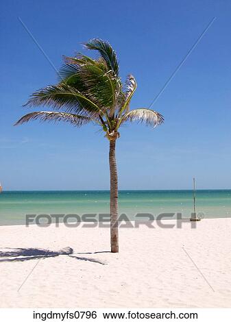 Palm Tree on the Beach View Large Photo Image Stock Photograph - Palm Tree on the Beach. Fotosearch