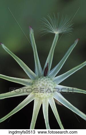Parachute Plant Detail View Large Photo Image Stock Image - Parachute Plant Detail. Fotosearch