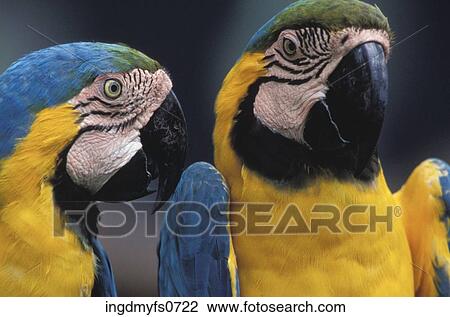 Stock Image - Parrots Talking to Each Other. Fotosearch