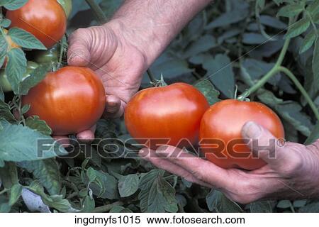 Picking Tomatoes View Large Photo Image Stock Photography - Picking Tomatoes. Fotosearch