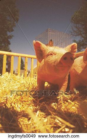 Pig in Pen View Large Photo Image Stock Photo - Pig in Pen. Fotosearch