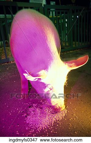 Piggy Pig View Large Photo Image Stock Photo - Piggy Pig. Fotosearch
