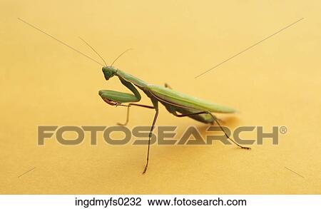 Stock Image - Praying Mantis. Fotosearch