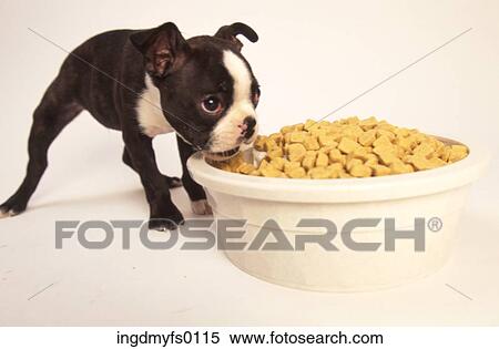Puppy Eating out of Huge Bowl View Large Photo Image Stock Photography - Puppy Eating out of Huge Bowl. Fotosearch