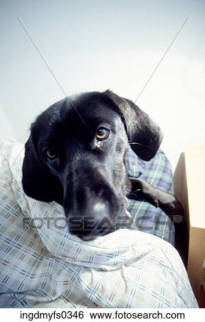 Puppy Sleeping in View Large Photo Image Stock Photograph - Puppy Sleeping in. Fotosearch