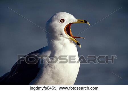 Ring-Billed Gull womanking View Large Photo Image Stock Photography - Ring-Billed Gull womanking. Fotosearch