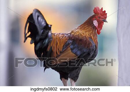 Rooster View Large Photo Image Stock Image - Rooster. Fotosearch