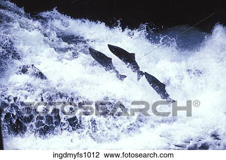 Salmon Swimming Upriver View Large Photo Image Stock Image - Salmon Swimming Upriver. Fotosearch