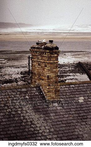 Seagull on Chimney View Large Photo Image Stock Image - Seagull on Chimney. Fotosearch