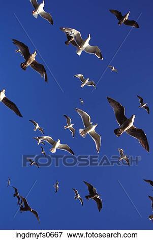 Seagulls Flying in Blue Sky View Large Photo Image Stock Photo - Seagulls Flying in Blue Sky. Fotosearch