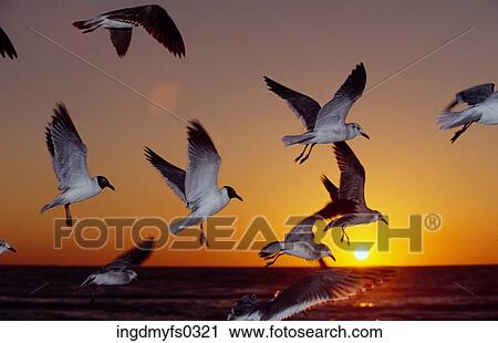 Seagulls in Flight View Large Photo Image Stock Image - Seagulls in Flight. Fotosearch