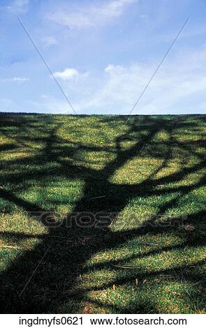 Shadow of a Tree on Grass View Large Photo Image Stock Image - Shadow of a Tree on Grass. Fotosearch