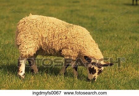 Stock Photo - Sheep in Yorkshire. Fotosearch