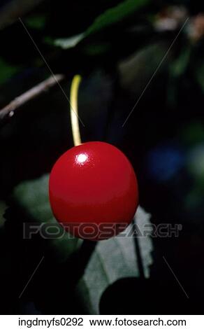 Single Cherry View Large Photo Image Stock Image - Single Cherry. Fotosearch