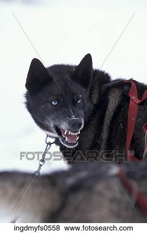 Snarling Sled Dog View Large Photo Image Stock Photo - Snarling Sled Dog. Fotosearch