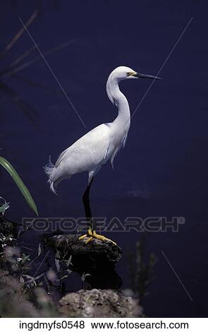 Snowy Egret View Large Photo Image Stock Photo - Snowy Egret. Fotosearch