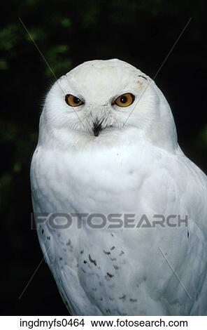 Snowy Owl View Large Photo Image Picture - Snowy Owl. Fotosearch