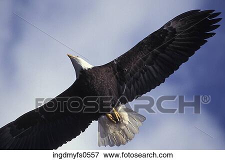 Soaring Bald Eagle View Large Photo Image Stock Photo - Soaring Bald Eagle. Fotosearch