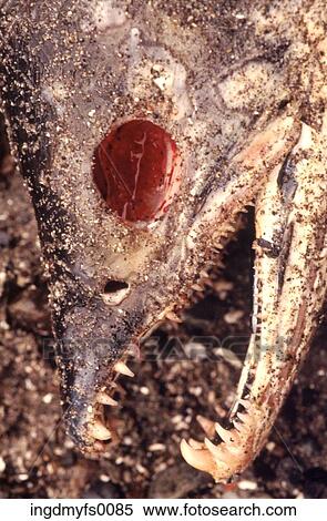 Stock Photography - Spawning Salmon as Chum. Fotosearch
