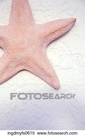 Starfish View Large Photo Image Stock Photography - Starfish. Fotosearch