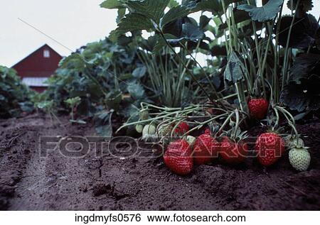 Strawberry Farm View Large Photo Image Stock Photograph - Strawberry Farm. Fotosearch